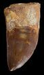 Serrated Carcharodontosaurus Tooth - Great Tip #42593-1